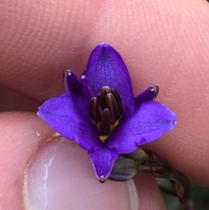 Dianella revoluta at Downer, ACT - 28 Aug 2021 11:12 AM