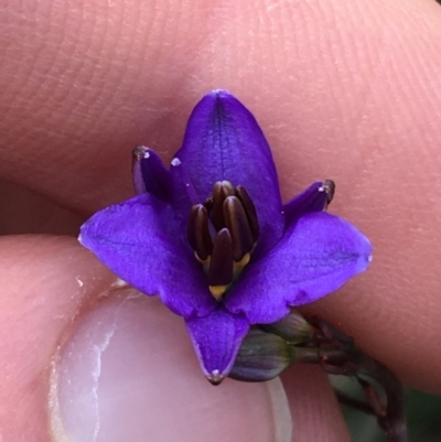 Dianella revoluta (Black-Anther Flax Lily) at Black Mountain - 28 Aug 2021 by Ned_Johnston