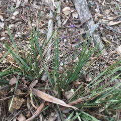 Dianella revoluta at Downer, ACT - 28 Aug 2021 11:12 AM