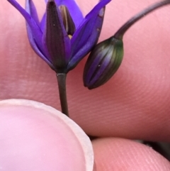 Dianella revoluta at Downer, ACT - 28 Aug 2021