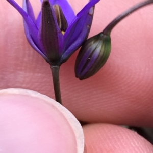 Dianella revoluta at Downer, ACT - 28 Aug 2021 11:12 AM