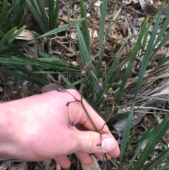 Dianella revoluta at Downer, ACT - 28 Aug 2021 11:12 AM