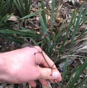 Dianella revoluta at Downer, ACT - 28 Aug 2021