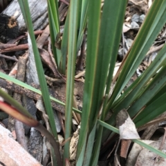 Dianella revoluta at Downer, ACT - 28 Aug 2021