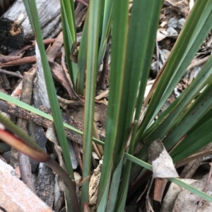 Dianella revoluta at Downer, ACT - 28 Aug 2021