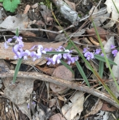 Hovea heterophylla (Common Hovea) at Black Mountain - 28 Aug 2021 by Ned_Johnston