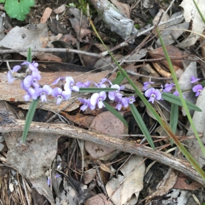 Hovea heterophylla (Common Hovea) at Black Mountain - 28 Aug 2021 by Ned_Johnston