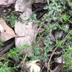 Vittadinia sp. (Fuzzweed) at Downer, ACT - 28 Aug 2021 by Ned_Johnston