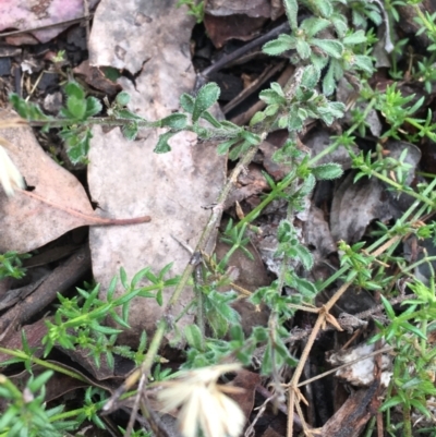 Vittadinia (genus) (Fuzzweed) at Downer, ACT - 28 Aug 2021 by NedJohnston