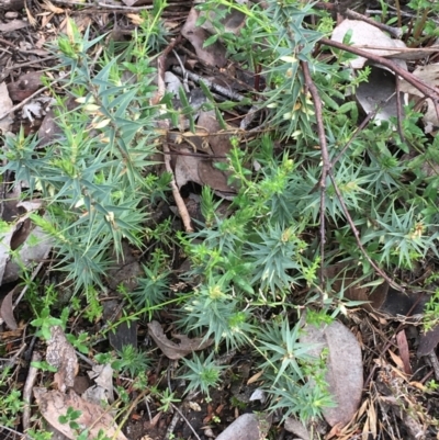 Melichrus urceolatus (Urn Heath) at Downer, ACT - 28 Aug 2021 by NedJohnston
