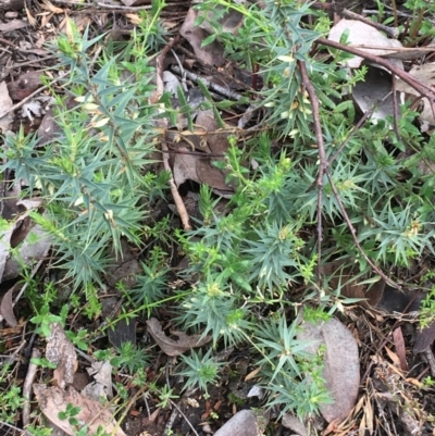 Melichrus urceolatus (Urn Heath) at Black Mountain - 28 Aug 2021 by Ned_Johnston