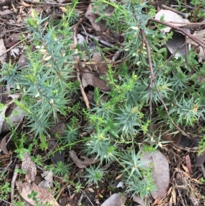 Melichrus urceolatus at Downer, ACT - 28 Aug 2021