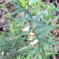 Melichrus urceolatus at Downer, ACT - 28 Aug 2021 11:18 AM