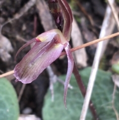 Cyrtostylis reniformis (Common Gnat Orchid) at Black Mountain - 28 Aug 2021 by Ned_Johnston