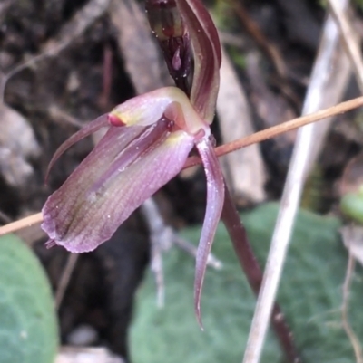 Cyrtostylis reniformis (Common Gnat Orchid) at Black Mountain - 28 Aug 2021 by Ned_Johnston