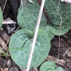 Cyrtostylis reniformis at suppressed - suppressed