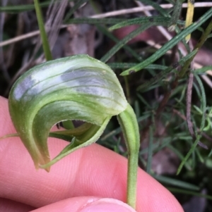 Pterostylis nutans at Downer, ACT - 28 Aug 2021