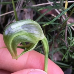 Pterostylis nutans (Nodding Greenhood) at Downer, ACT - 28 Aug 2021 by Ned_Johnston