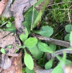 Pterostylis nutans at Downer, ACT - 28 Aug 2021