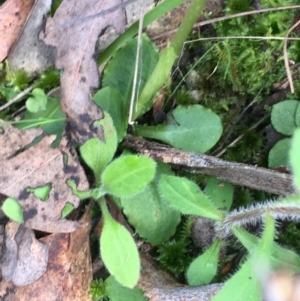 Pterostylis nutans at Downer, ACT - 28 Aug 2021