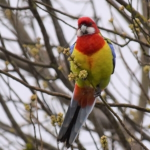 Platycercus eximius at Holt, ACT - suppressed