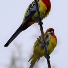 Platycercus eximius at Holt, ACT - suppressed