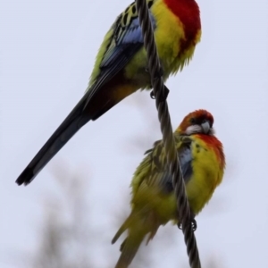 Platycercus eximius at Holt, ACT - suppressed