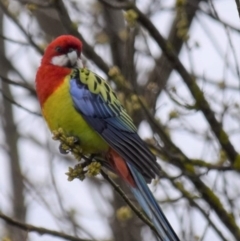 Platycercus eximius at Holt, ACT - suppressed