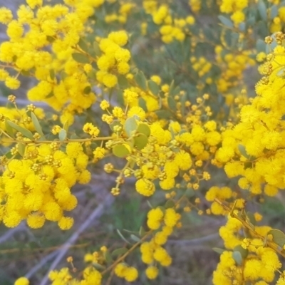 Acacia buxifolia subsp. buxifolia (Box-leaf Wattle) at Majura, ACT - 28 Aug 2021 by MAX