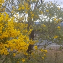 Acacia buxifolia subsp. buxifolia at Majura, ACT - 28 Aug 2021