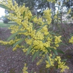Acacia pycnantha (Golden Wattle) at Dunlop, ACT - 28 Aug 2021 by johnpugh
