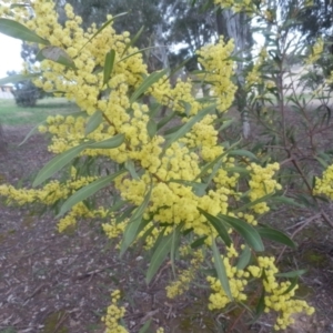 Acacia pycnantha at Dunlop, ACT - 28 Aug 2021