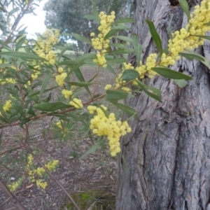 Acacia pycnantha at Dunlop, ACT - 28 Aug 2021