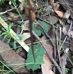 Acianthus sp. at Downer, ACT - 28 Aug 2021