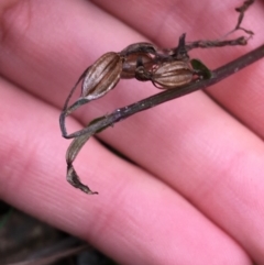 Acianthus sp. at Downer, ACT - 28 Aug 2021