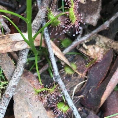 Drosera sp. (A Sundew) at Downer, ACT - 28 Aug 2021 by Ned_Johnston