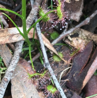 Drosera (genus) (A Sundew) at Downer, ACT - 28 Aug 2021 by NedJohnston
