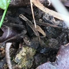 Unidentified Spider (Araneae) at Black Mountain - 28 Aug 2021 by NedJohnston