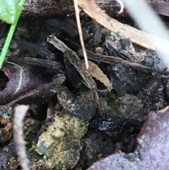 Unidentified Wolf spider (Lycosidae) (TBC) at Downer, ACT - 28 Aug 2021 by Ned_Johnston