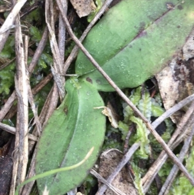 Chiloglottis sp. (A Bird/Wasp Orchid) at Black Mountain - 28 Aug 2021 by Ned_Johnston