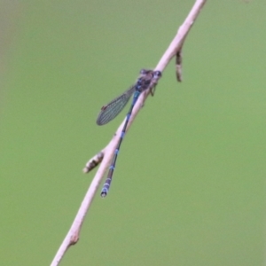 Austrolestes leda at Wodonga, VIC - 29 Aug 2021 02:43 PM