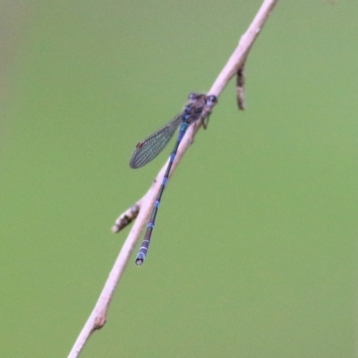 Austrolestes leda (Wandering Ringtail) at Wodonga - 29 Aug 2021 by KylieWaldon