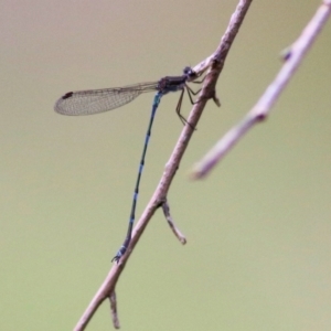 Austrolestes leda at Wodonga, VIC - 29 Aug 2021 02:43 PM