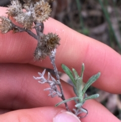 Chrysocephalum apiculatum (Common Everlasting) at Black Mountain - 28 Aug 2021 by Ned_Johnston