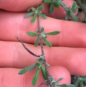 Chrysocephalum apiculatum at Downer, ACT - 28 Aug 2021