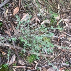 Chrysocephalum apiculatum at Downer, ACT - 28 Aug 2021