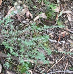 Chrysocephalum apiculatum at Downer, ACT - 28 Aug 2021