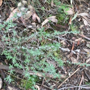 Chrysocephalum apiculatum at Downer, ACT - 28 Aug 2021