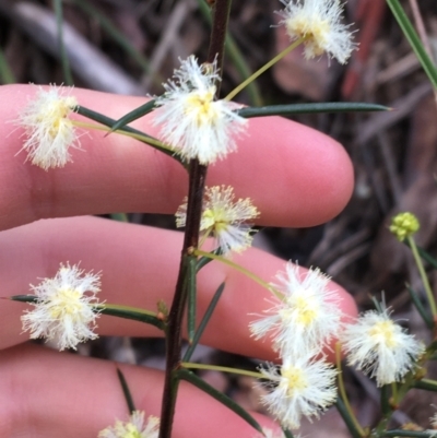 Acacia genistifolia (Early Wattle) at Downer, ACT - 28 Aug 2021 by NedJohnston