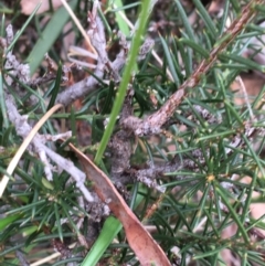 Acacia genistifolia at Downer, ACT - 28 Aug 2021